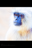 Gray langur (Semnopithecus entellus) (4)