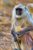 Gray langur (Semnopithecus entellus) (5)