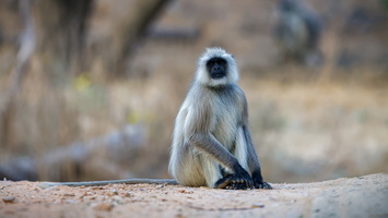 Gray langur (Semnopithecus entellus) (6)