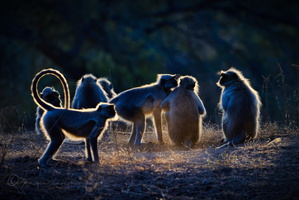 Gray langur (Semnopithecus entellus) (7)