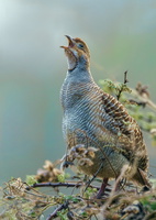 Grey francolin (Ortygornis pondicerianus)