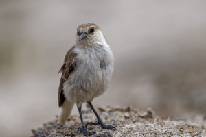 Ground-tit (Pseudopodoces humilis) (9)
