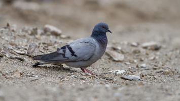 Hill Pigeon (Columba rupestris) (1)