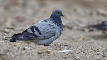 Hill Pigeon (Columba rupestris) (2)