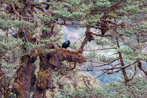 Himalayan Monal (Lophophorus impejanus)