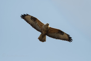 Himalayan buzzard (Buteo refectus)