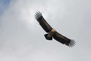 Himalayan vulture (Gyps himalayensis)