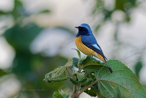 Hodgson&#039;s Redstart (Phoenicurus hodgsoni)