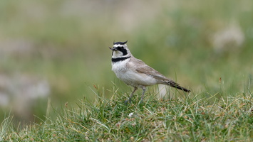 Horned Lark (Eremophila alpestris) (1)
