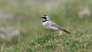 Horned Lark (Eremophila alpestris) (2)