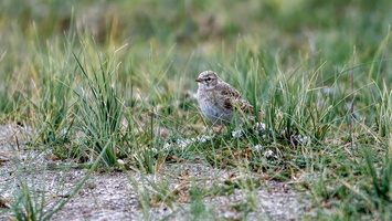 Hume's Short-toed Lark (Calandrella acutirostris) (1)