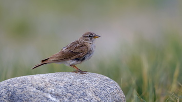 Hume's Short-toed Lark (Calandrella acutirostris) (2)