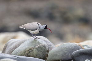 Ibisbill (Ibidorhyncha struthersii) (1)