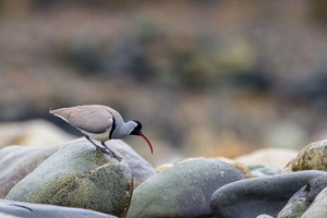 Ibisbill (Ibidorhyncha struthersii) (3)