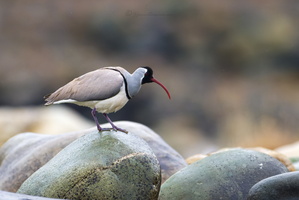 Ibisbill (Ibidorhyncha struthersii)01