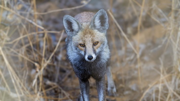 Indian desert fox (Vulpes vulpes pusilla)