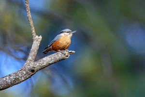 Kashmir nuthatch (Sitta cashmirensis)  (1)