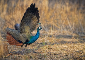 Indian peafowl (Pavo cristatus)