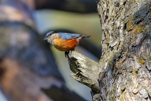 Kashmir nuthatch (Sitta cashmirensis)  (2)