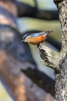 Kashmir nuthatch (Sitta cashmirensis)  (3)