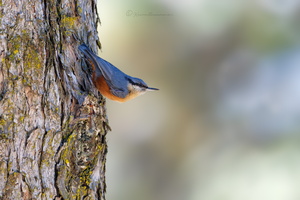 Kashmir nuthatch (Sitta cashmirensis)