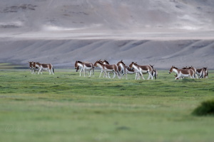 kiang (Equus kiang) (1)