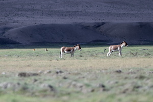 kiang (Equus kiang) (2)