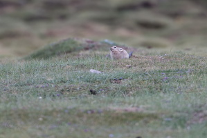 Ladak pika (Ochotona ladacensis) (1)