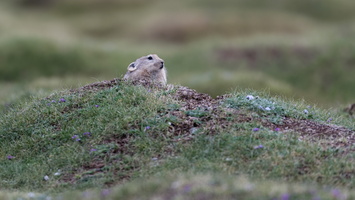 Ladak pika (Ochotona ladacensis) (2)