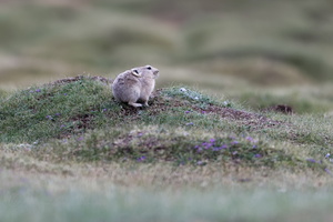 Ladak pika (Ochotona ladacensis) (3)