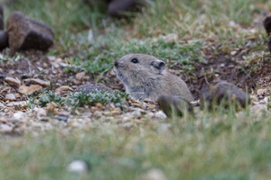 Ladakh Hamster (Cricetulus alticola)