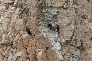 Lammergeier (Gypaetus barbatus)