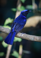 Large Niltava (Niltava grandis)