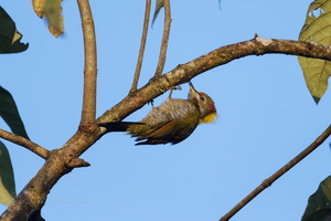 Lesser yellownape (Picus chlorolophus)