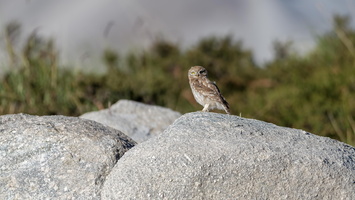 Little Owl (Athene noctua)