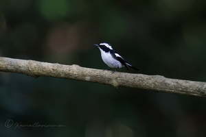 Little Pied Flycatcher (Ficedula westermanni)