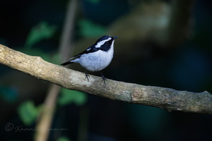 Little Pied Flycatcher (Ficedula westermanni)01