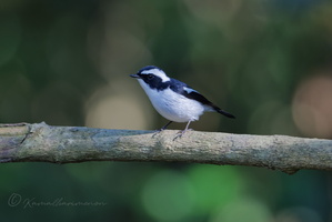 Little Pied Flycatcher (Ficedula westermanni)02 (1)