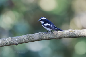 Little Pied Flycatcher (Ficedula westermanni)02 (2)