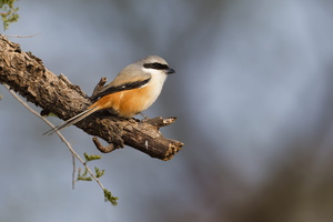 Long-tailed shrike (Lanius schach) (1)