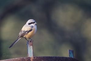 Long-tailed shrike (Lanius schach)