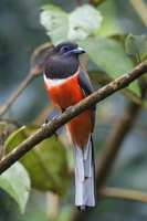 Malabar trogon (Harpactes fasciatus)