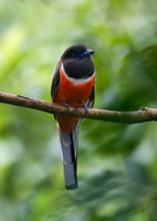 Malabar trogon (Harpactes fasciatus)001
