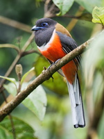 Malabar trogon (Harpactes fasciatus)01