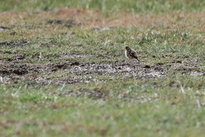 Mongolian Finch (Rhodopechys mongolicus)
