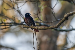 Maroon Oriole (Oriolus traillii)