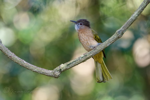 Mountain Bulbul (Ixos mcclellandii) (1)