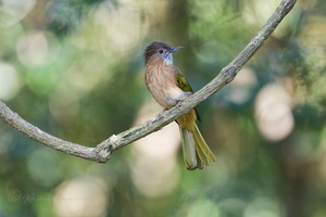 Mountain Bulbul (Ixos mcclellandii) (2)