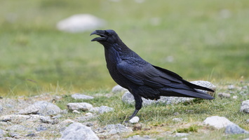 Northern raven (Corvus corax)