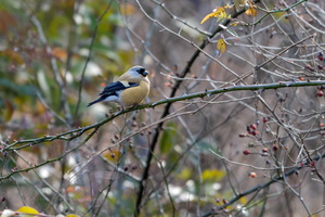 Orange Bullfinch (Pyrrhula aurantiaca) (1)